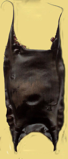 Raja microocellata0018